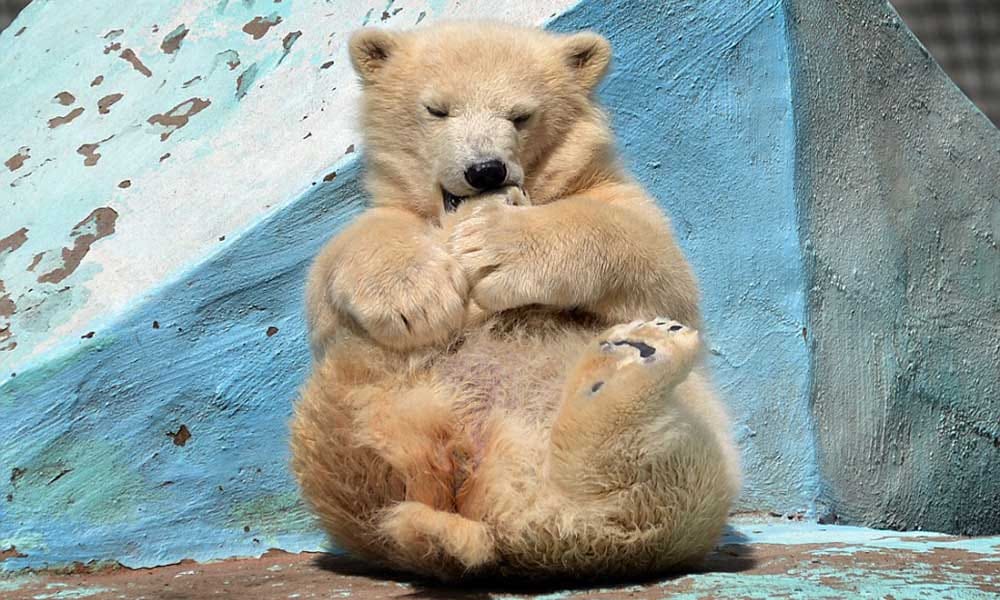 Four months polar bear performing yoga