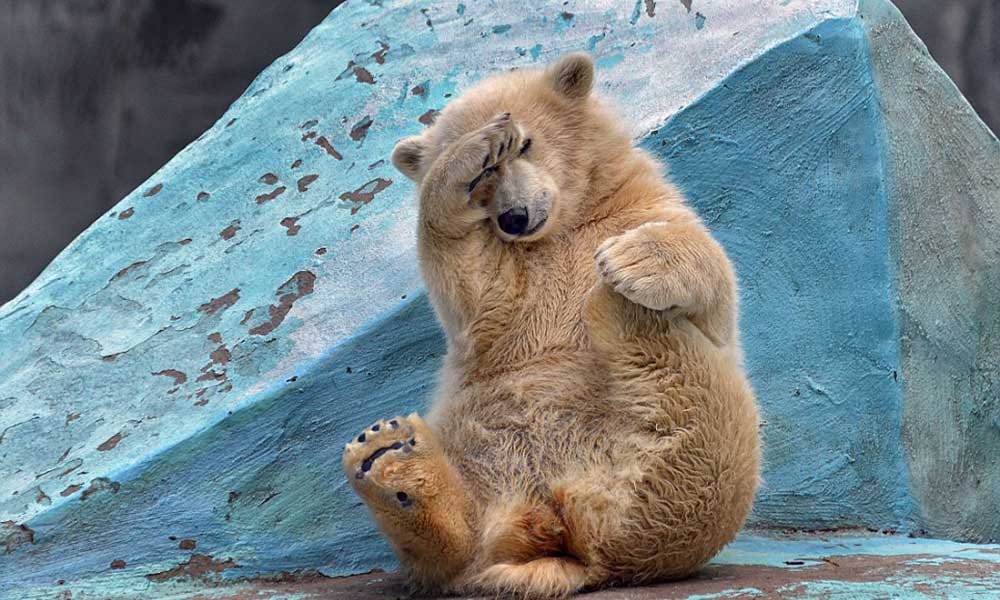 Woman injured in bear attack in chinaini