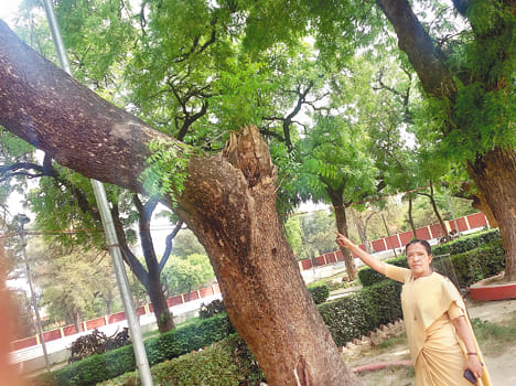 Admission trees do not look