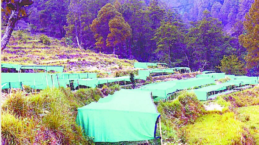 tea garden