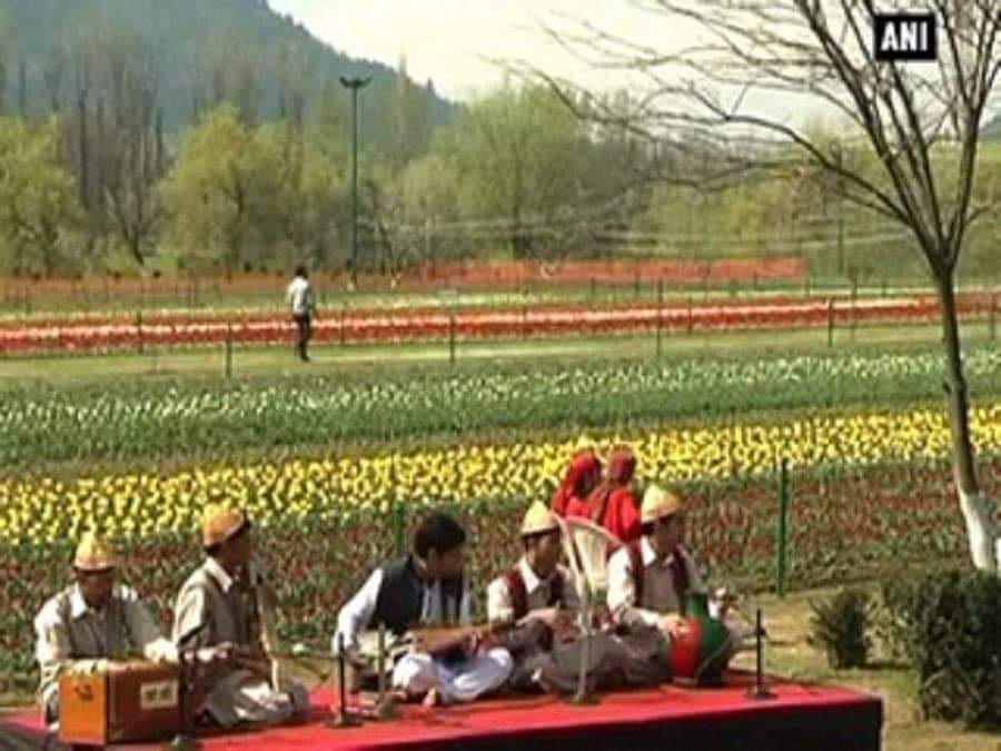 टुलिप गार्डन