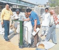 wheat, cheati, mandi, kaithal, haryana