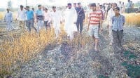 compensation to farmer, survey after loss 