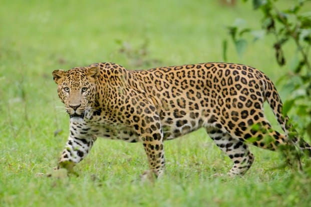 wild domestic leopard