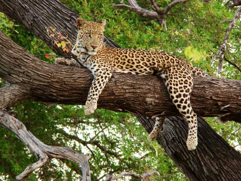 Leopard Habitat
