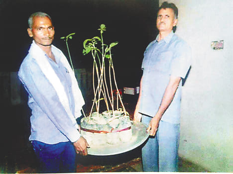 work for green Revolution 