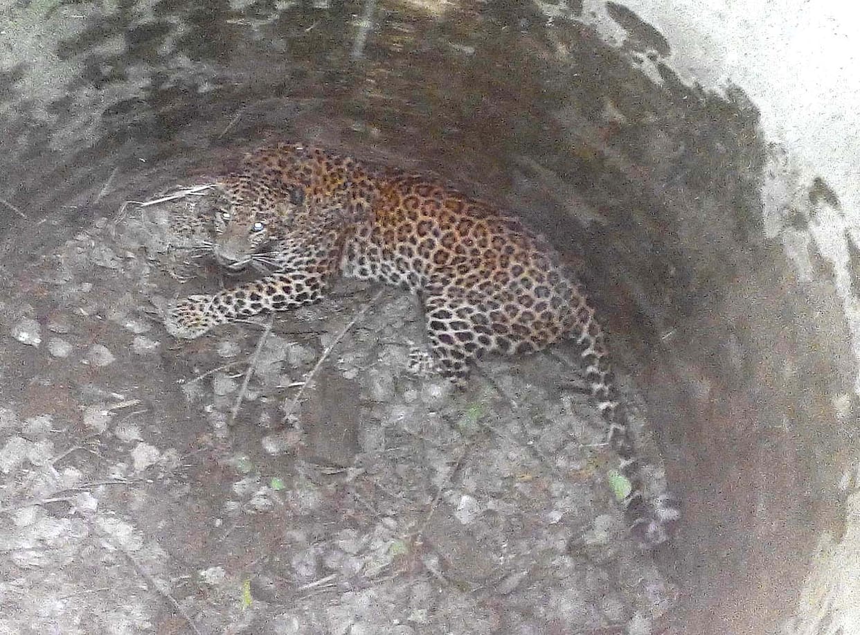 Two farmers injured leopard Fell into the well, began rescue operations