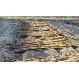 bhiwani news, bamla, sugarcane, wheat, fire, acre