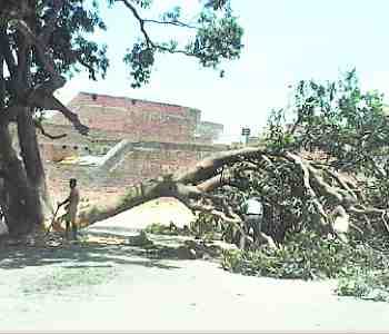Green trees cut