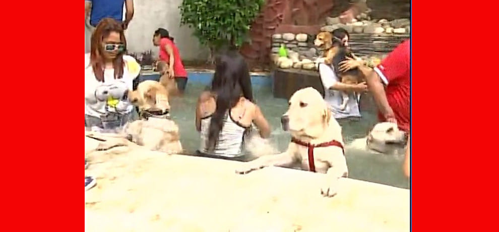 Dogs Pool party in Delhi