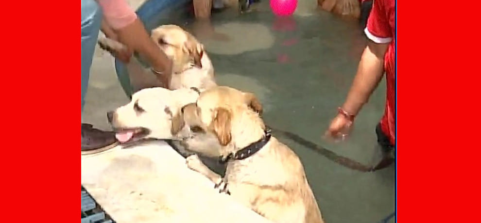 Dogs Pool party in Delhi