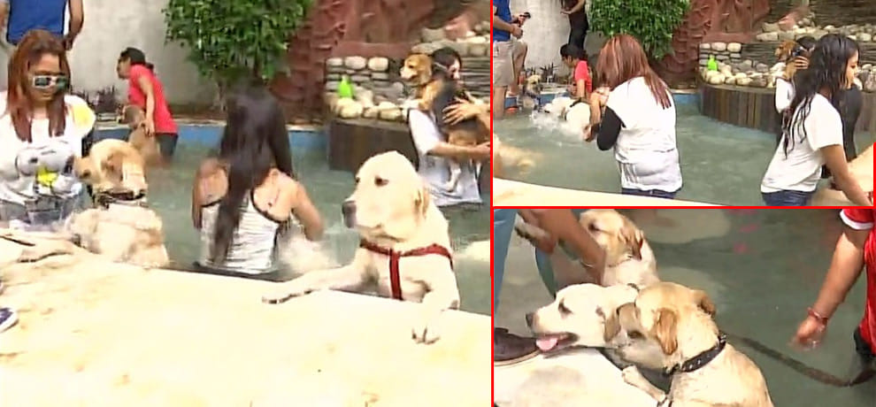 Dogs Pool party in Delhi