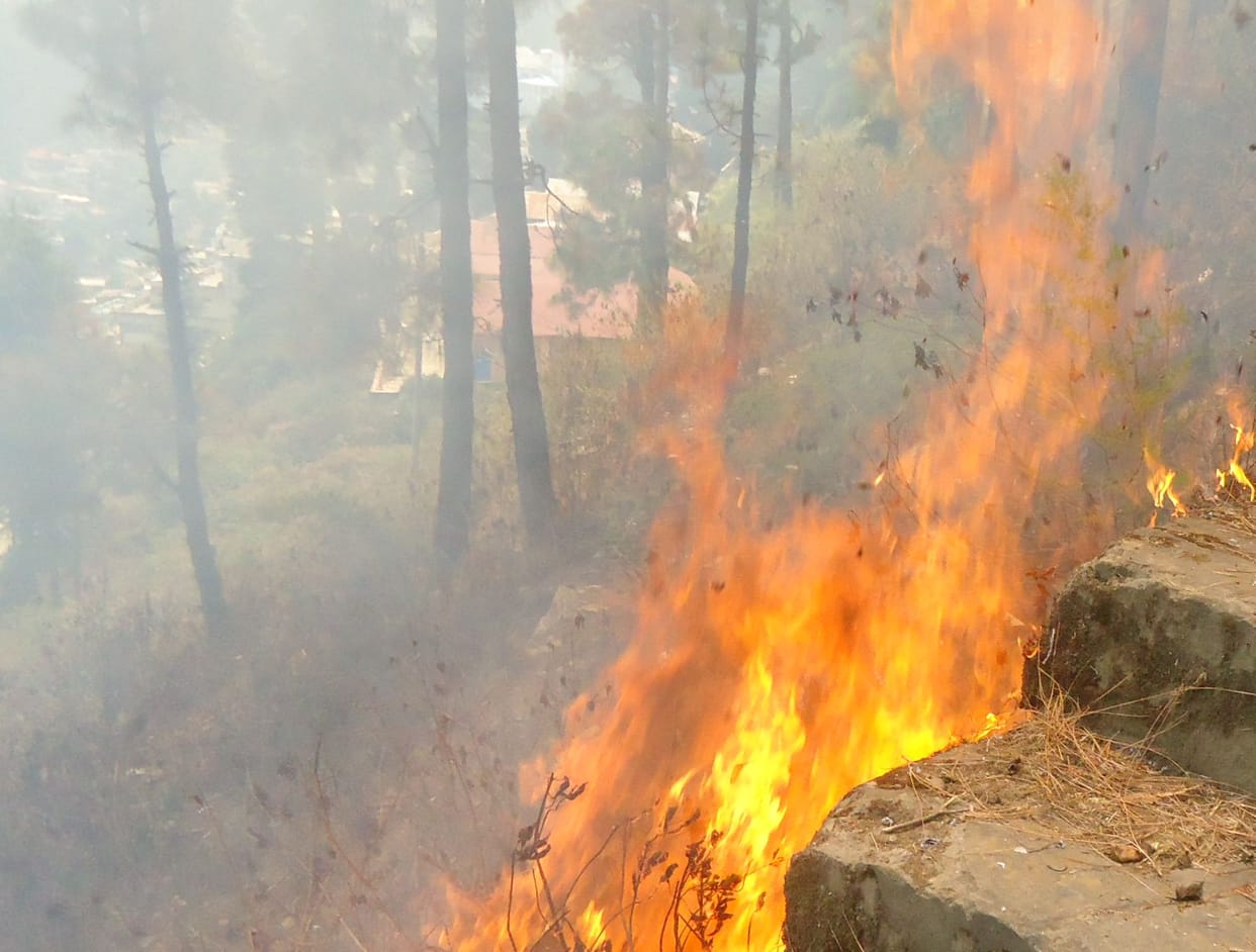 fire in kusumhi forest