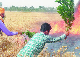 Destroying 300 acres of wheat crop from fire
