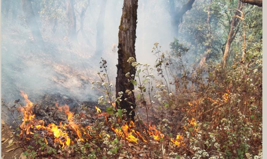 Gardening and sage in forest fire burns