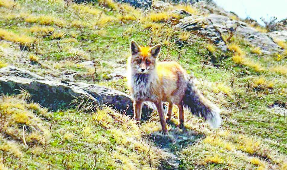 Red Fox and the show Kliatop Gurd