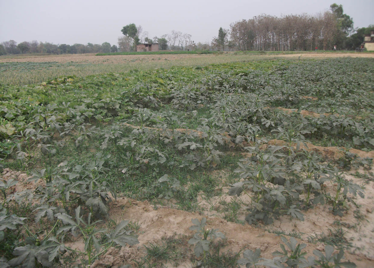 vegetable farming