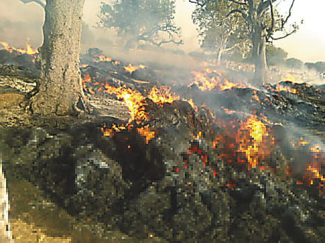 100 bigha crop ash