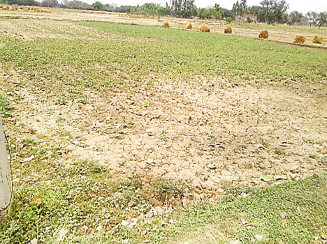 Fluctuations in mercury Zayed crops crisis