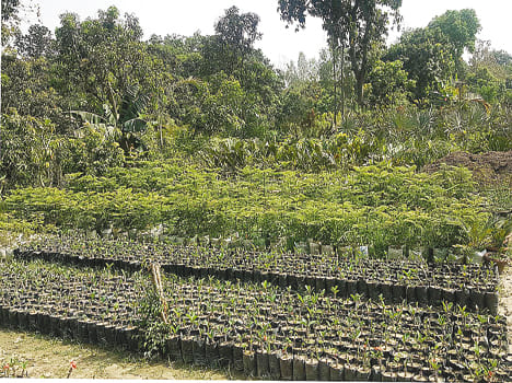  water falling on the nursery industry crisis