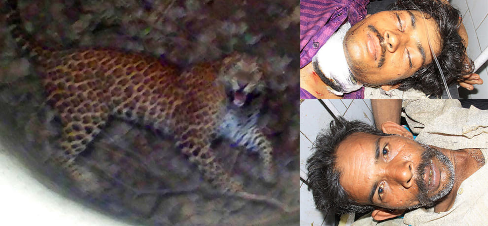 jaguar attack on two persons
