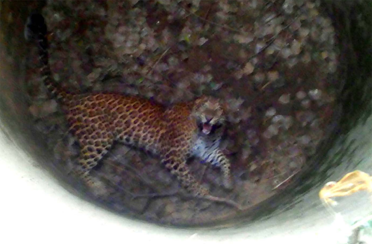 jaguar attack on two persons