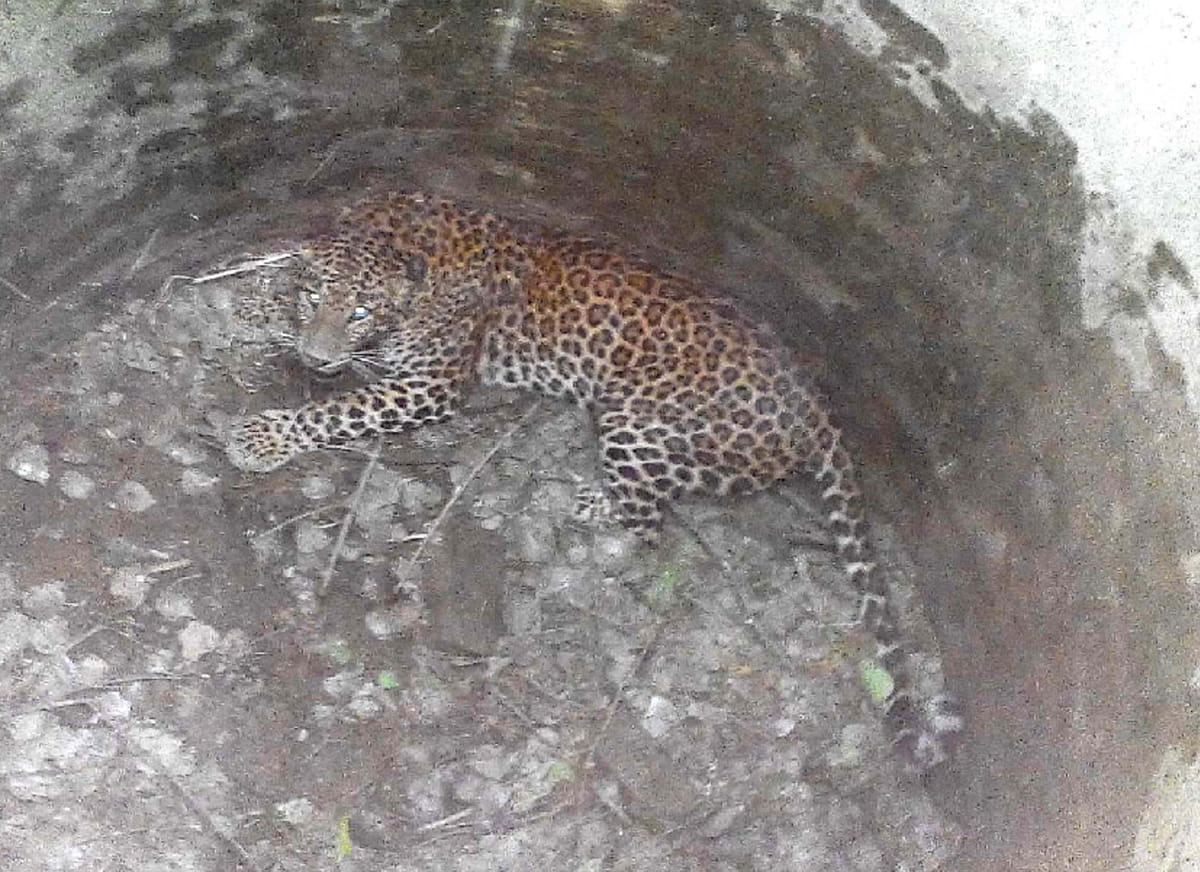jaguar attack on two persons