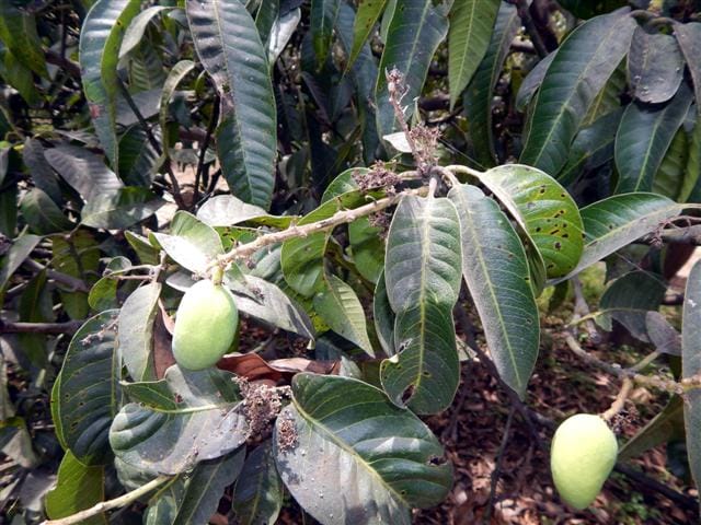 Hopper 's and Chenpa licking Mango crop 