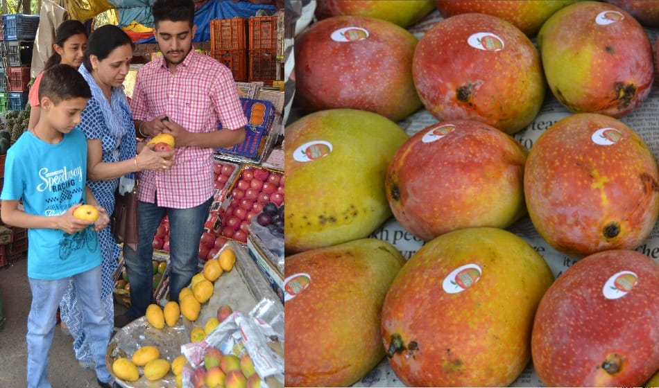 Mango season start, due to higher prices taste 'bitter'
