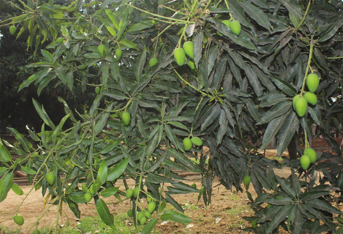 the mango of amroha will defeat pakistani mango