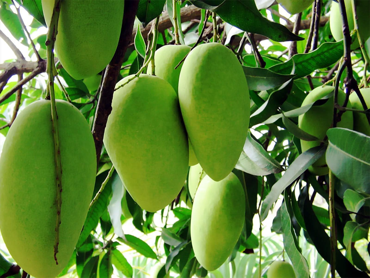 Child Beaten to Death for Mango