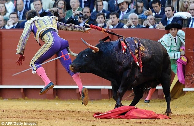 bull gores metador on back