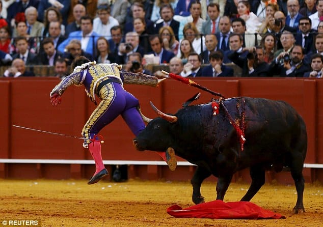 bull gores metador on back