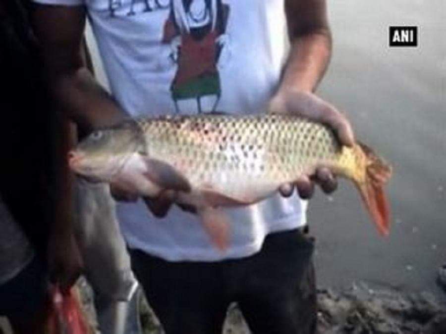 प्रदूषण से मछलियों की मौत