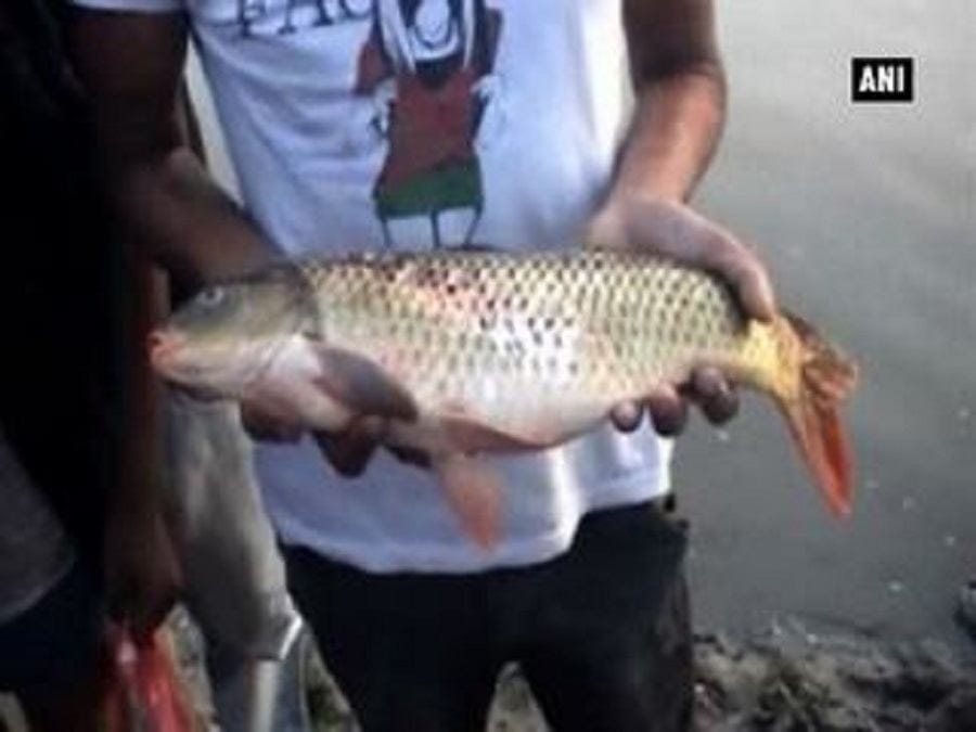 प्रदूषण से मछलियों की मौत