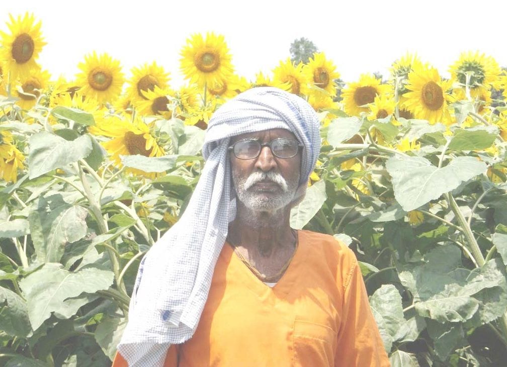 Remains an option for farmers mustard sunflower