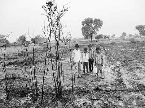 Wheat crop burning fire in mysterious circumstances