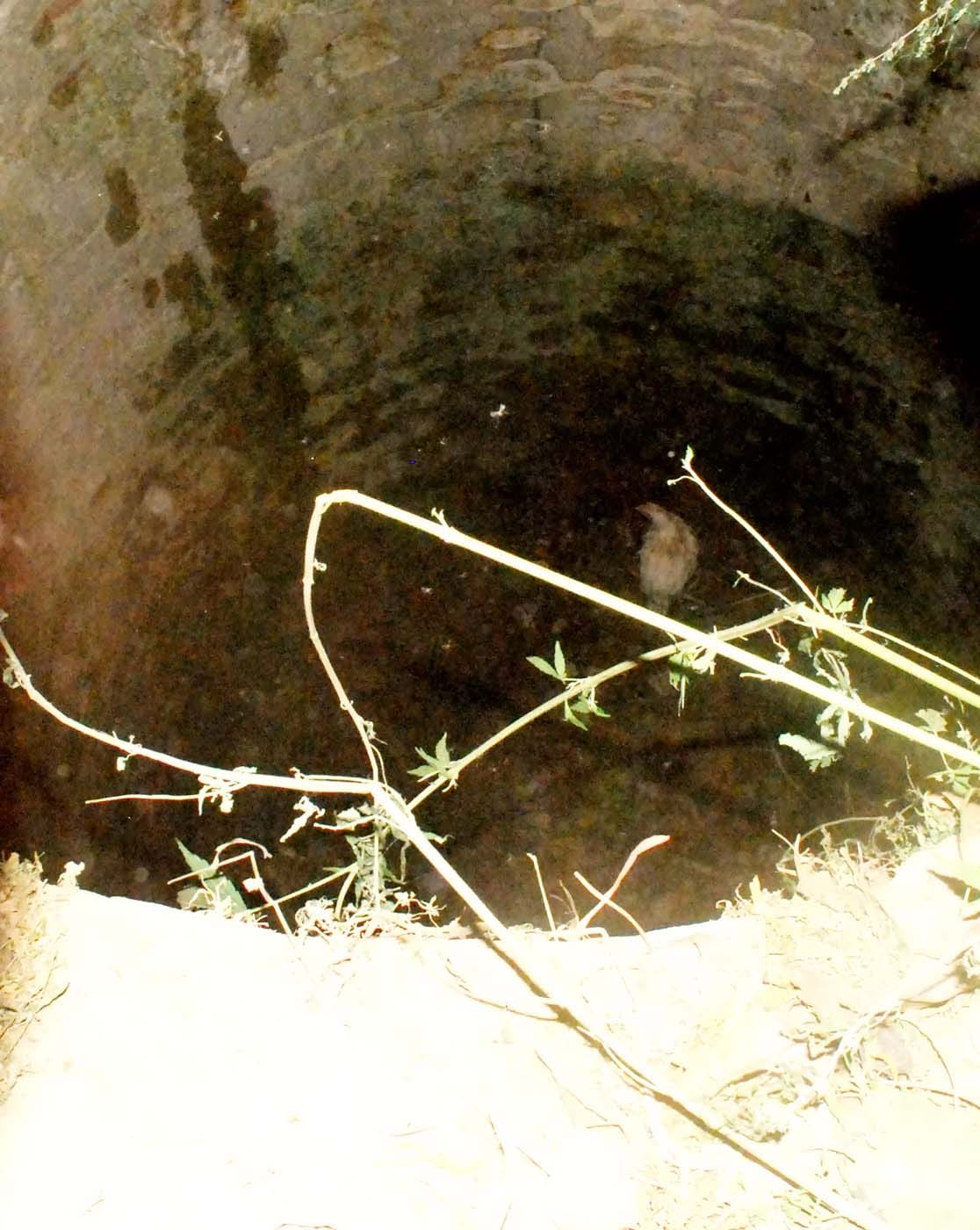 Capture Leopard took part in the well