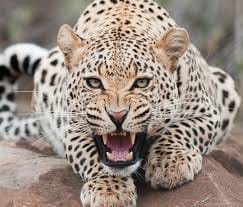 Leopard in zoo