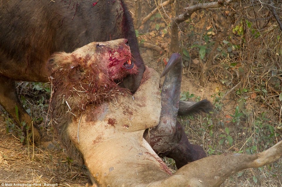 horrific fights in animals