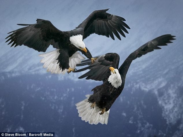 horrific fights in animals