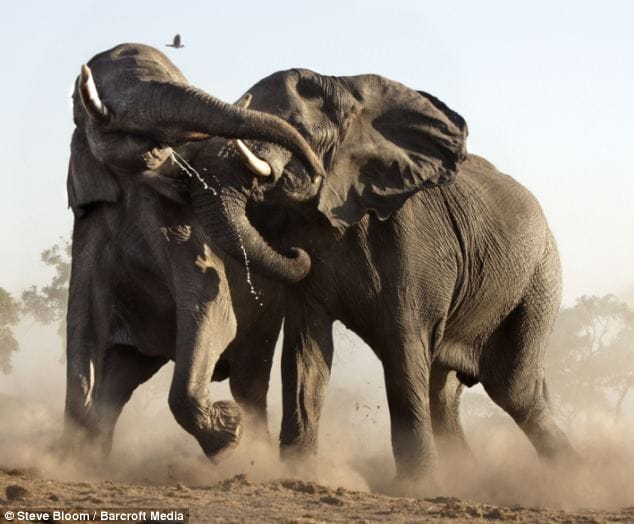 horrific fights in animals