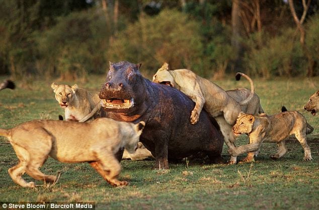 horrific fights in animals