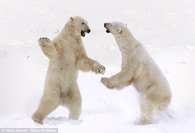 horrific fights in animals