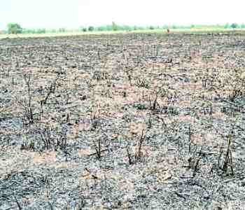 The fire burned 40 acres of crop