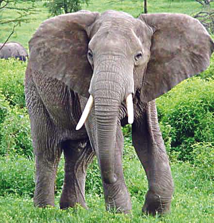 The herd of elephants migrating in search of water