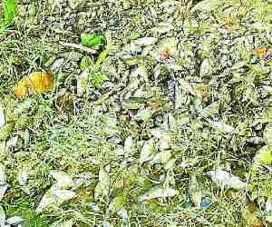 Fishes die in Gomati River