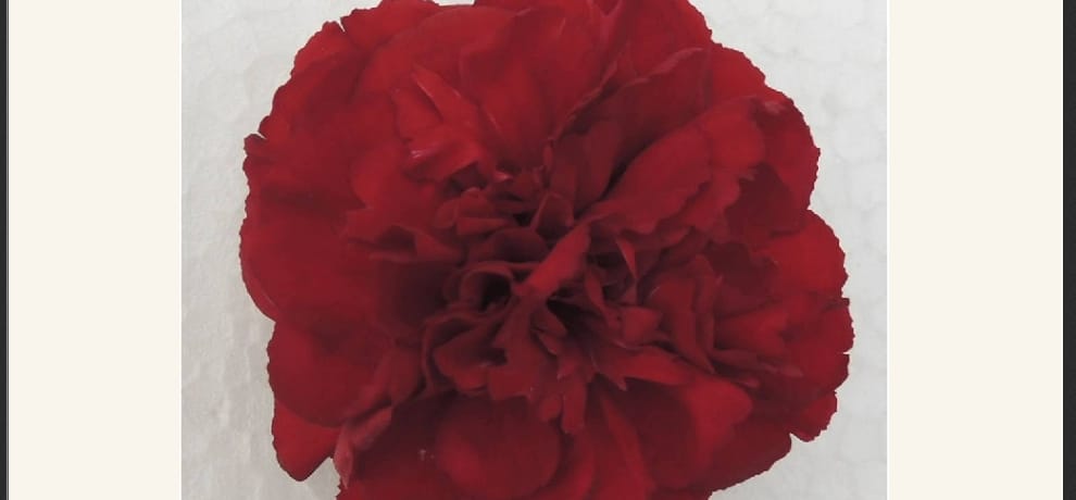 Nauni University produce first indian Carnation flower.
