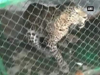 5-hour struggle: Hen used as bait to rescue leopard
