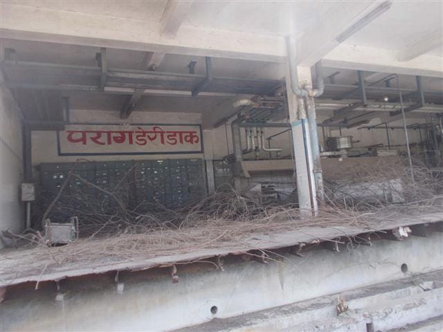 there is time to start parag plant